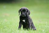 CANE CORSO 1244